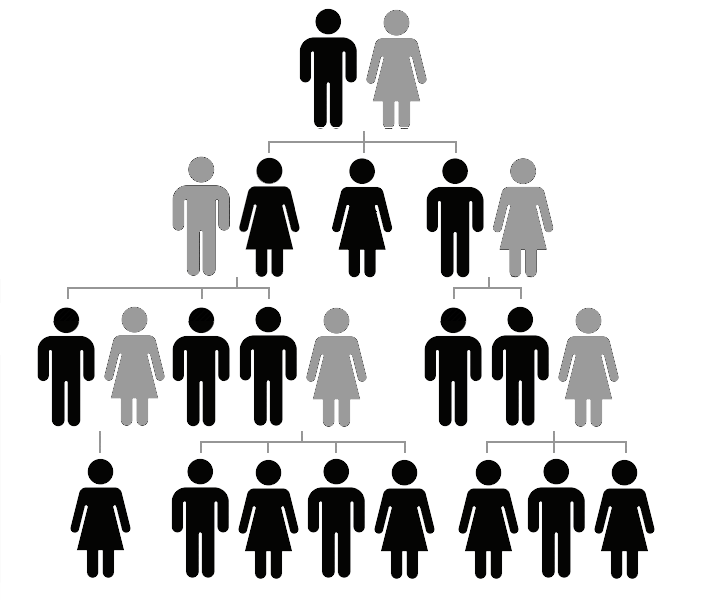 Généalogie descendante – étude des descendants